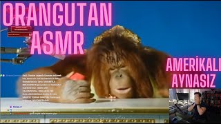 Orangutan Asmr  Amerikalı Aynasız [upl. by Marigolde]