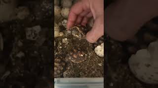 Baby Tortoise Eggs Hatching [upl. by Lawrenson]