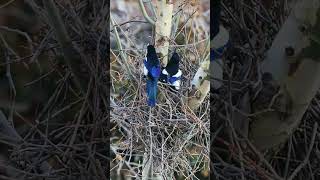 Magpies build nest birds nature nest viralshort wildlife foryou unfreeze birdslife Birdslov [upl. by Ocirred]