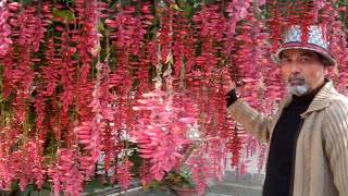 Thunbergia Mysorensis  Indian Clock Vine the Most Beautiful Flower of All [upl. by Ynaffit]