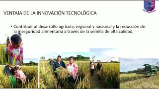 PRODUCCIÓN DE SEMILLA DE ARROZ CERTIFICADA EN LA COMUNIDAD LOS ANDES [upl. by Link]