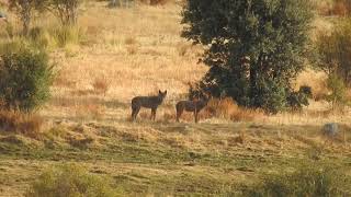 🐺 El LOBO IBÉRICO 🐺 documental HD 2023 [upl. by Nerrag]