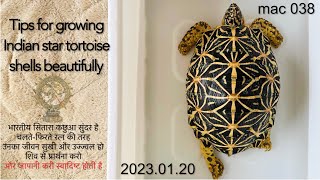 ［indian star tortoise］Tips for growing Indian star tortoise shells beautifully [upl. by Yeknarf]