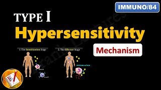 Type I Hypersensitivity Reactions PART 2  Mechanism explained FLImmuno84 [upl. by Schaeffer145]