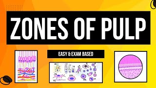 Zones of Pulp  Histology of Pulp  Cells of Pulp  Dental lectures [upl. by Ueih]