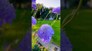 Caucasian pincushion flowerlomelosia caucasica flower flowers caucasian [upl. by Ielarol]