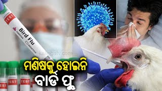 Odisha reports no confirmed cases of Bird Flu in humans Health Minister  Kalinga TV [upl. by Segroeg570]