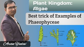 Brown Algae  Trick of Examples of Phaeophyceae  Plant Kingdom class 11 Algae class 11NEET [upl. by Margy55]