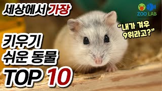 가장 키우기 쉬운 동물 TOP 10 반려동물 랭킹 열대어 구피도 있을까 키울수 있는 동물중 사육이 쉬운 종류순위 [upl. by Adnilra]