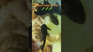 Pleco Food pleco funny shorts short shortvideo fishlover aquariumwala trending ytshorts [upl. by Brianne802]