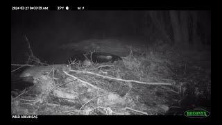 Dam Breach Watch as Beaver Repair Dam after Rainstorm [upl. by Denver]