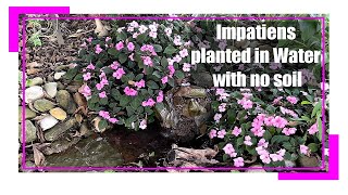 Impatiens planted in Water with no soil [upl. by Loretta]