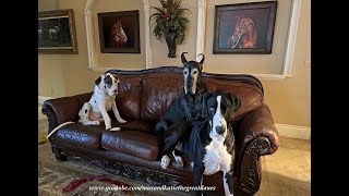 Polite Great Danes Teach Puppy Brodie Another Lesson In Table Manners [upl. by Mccormick240]