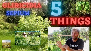 GLIRICIDIA SEPIUM 5 Tips You NEED To Know  Principles of Permaculture [upl. by Joo]