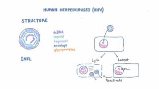 Introduction to Human Herpesviruses HHV [upl. by Eenhpad]