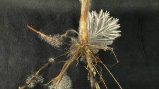 Sclerotium rolfsii growing from stevia root timelapse [upl. by Eked701]