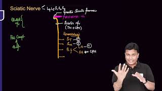 Lower Limb Anatomy RRAzam sir [upl. by Rivers]