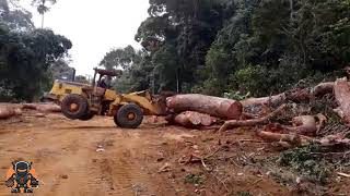 Extreme Logging Machines in Action  Fastest Tree Felling amp Heavy Equipment at Work [upl. by Erdnuaed]