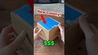 New Big Headed Colony 🐜🤝 ants antkeeper antkeeping unboxing queenant antcolony [upl. by Ainoyek]