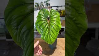 philodendron plowmanii انتاج محمية صديق البيئة [upl. by Irtimed]