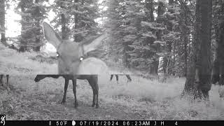 The Bucks and Bulls are Looking Good  Trail Camera Pictures [upl. by Oicnevuj]