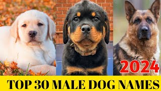 Male dog Names 2024  Top 30 Male Dog Names  New dog names [upl. by Iveel792]