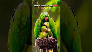 mother lover reaction  Maa to maa hi hoti hai❤❤❤ maa pyar emotional birds shorts viralvideo [upl. by Hsak]