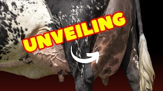 Girolando Cattle Everything You Need to Know [upl. by Netsreik]