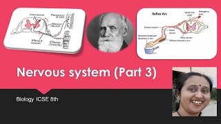 What is Reflex actionReflexArcSensoryNeuronAssociationNeuronsMotorNeuronsIvanPavlovSenseOrgans [upl. by Eidderf]