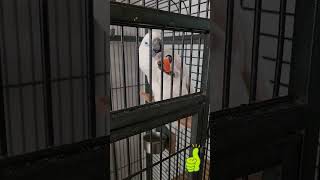 Cockatoo  Cockatoo eating  Cockatoo funny [upl. by Einiar]