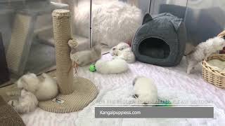 Munchkin Cat For Sale 1 Place To Buy Munchkin Kittens For Sale [upl. by Egroj]