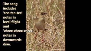 The Palecrowned Cisticola one of the 5 cloud scraper cisticolas of southern Africa [upl. by Fabrianna]