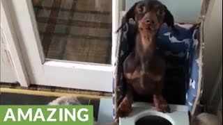 Dog suffering from Megaesophagus sits in special chair [upl. by Theresa]