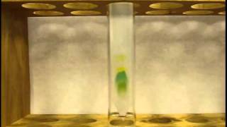 Separation of Photosynthetic Pigments by Paper Chromatography [upl. by Teece]