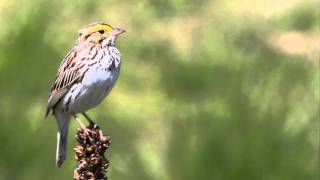 Savannah Sparrow Singing [upl. by Saibot]