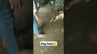 dog heart😢 trendingshorts viralvideo [upl. by Aneeram390]