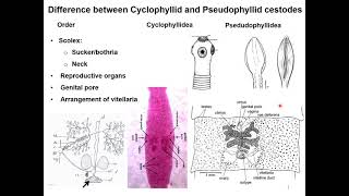 Morphological features or differences between cyclophyllidean and Pseudophyllidean parasites [upl. by Siberson]