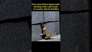 Poor stray kitten desperately clawing at the wall cracks to reunite with its families [upl. by Odella]