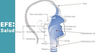 ¿Qué es el cáncer en la cabeza y el cuello [upl. by Einnok]