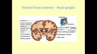 Essentials of Neuroanatomy  CRASH Medical Review Series [upl. by Asirralc]