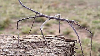 Stick Bug Information  You should Know [upl. by Tamiko]