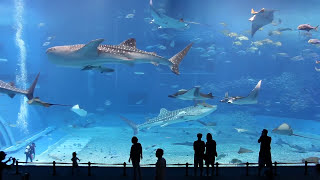 Kuroshio Sea  2nd largest aquarium in the world  song is Please Dont Go by Barcelona [upl. by Maure]