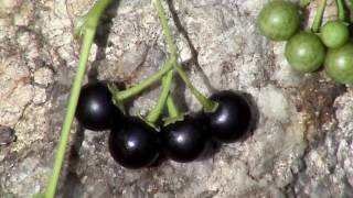 Edible Plants Black nightshade [upl. by Eiramassenav]