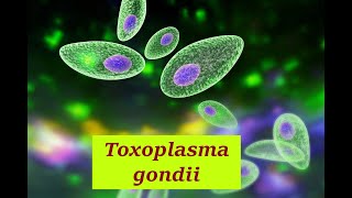 Toxoplasma gondii Toxoplasmosis Life cycle Diagnosis Treatment Toxoplasma gondii Toxoplasmosis [upl. by Heeley]