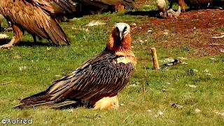 Quebraossos come um osso  Lammergeier eats a bone 🦅🎥 [upl. by Hardie]