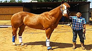 quotEl Guero Palmaquot  Nuevos Cadetes de Linares  Corridos de Caballos 2016 [upl. by Hatokad]