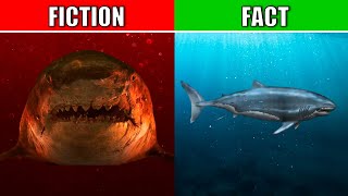 REAL Megalodon Vs Movie Megalodon [upl. by Sral]