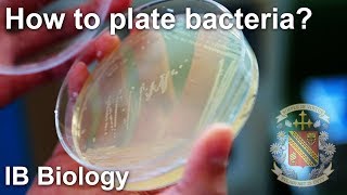 Bacterial Isolation on Petri Dish  Biology Lab Techniques [upl. by Ainnat]