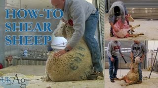 How to shear sheep  blow by blow [upl. by Leavitt]