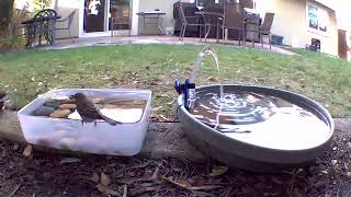 Yellow Rumped Warbler checking out the bird bath [upl. by Ylrebnik520]